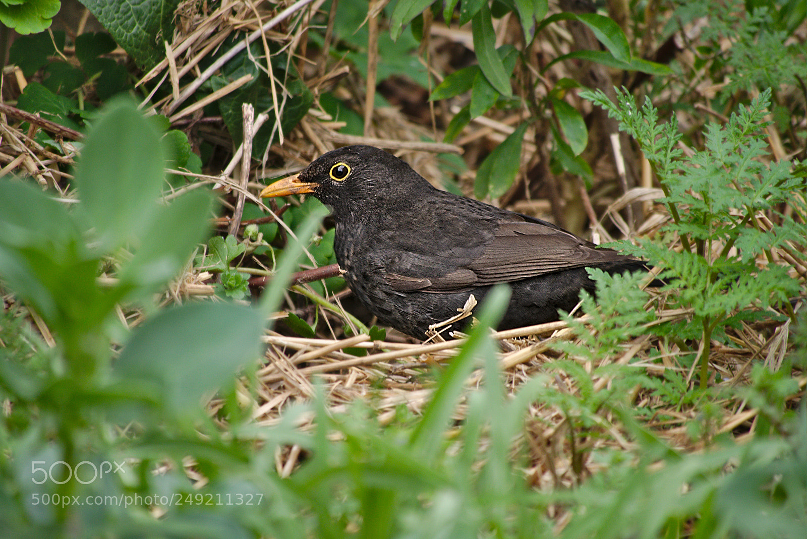 Panasonic Lumix DMC-GM1 sample photo. 2018 03 13  02 turdus merula.jpg photography
