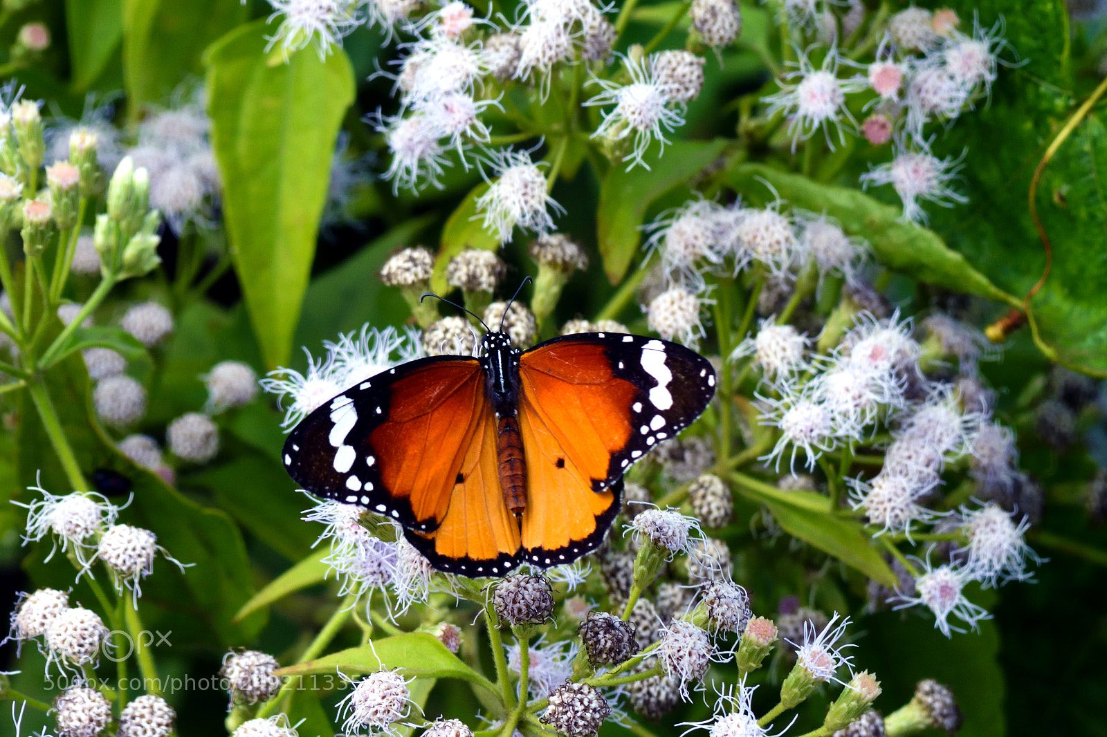 Nikon D7200 sample photo. Tiger on thistle photography