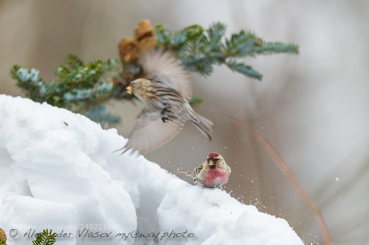 Nikon D4S sample photo. Common redpoll photography