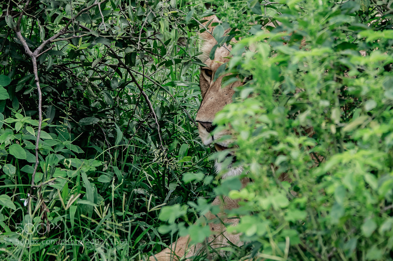 Canon EOS 7D Mark II sample photo. Za photography