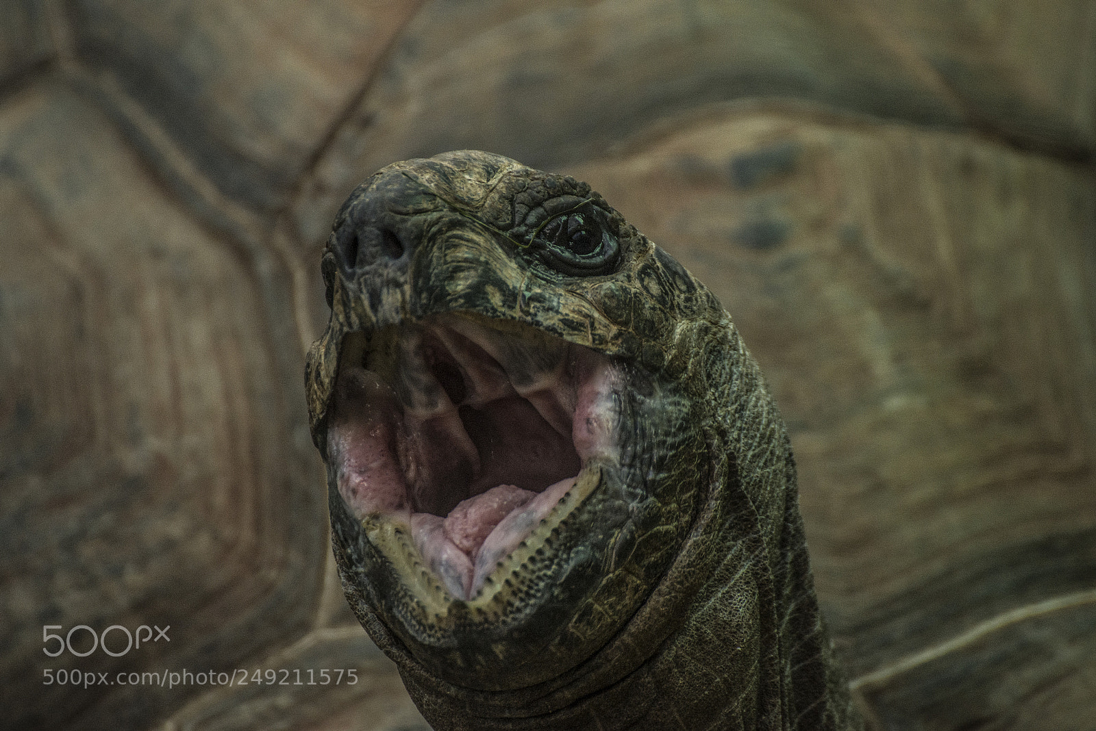 Nikon D610 sample photo. Giant tortoise photography