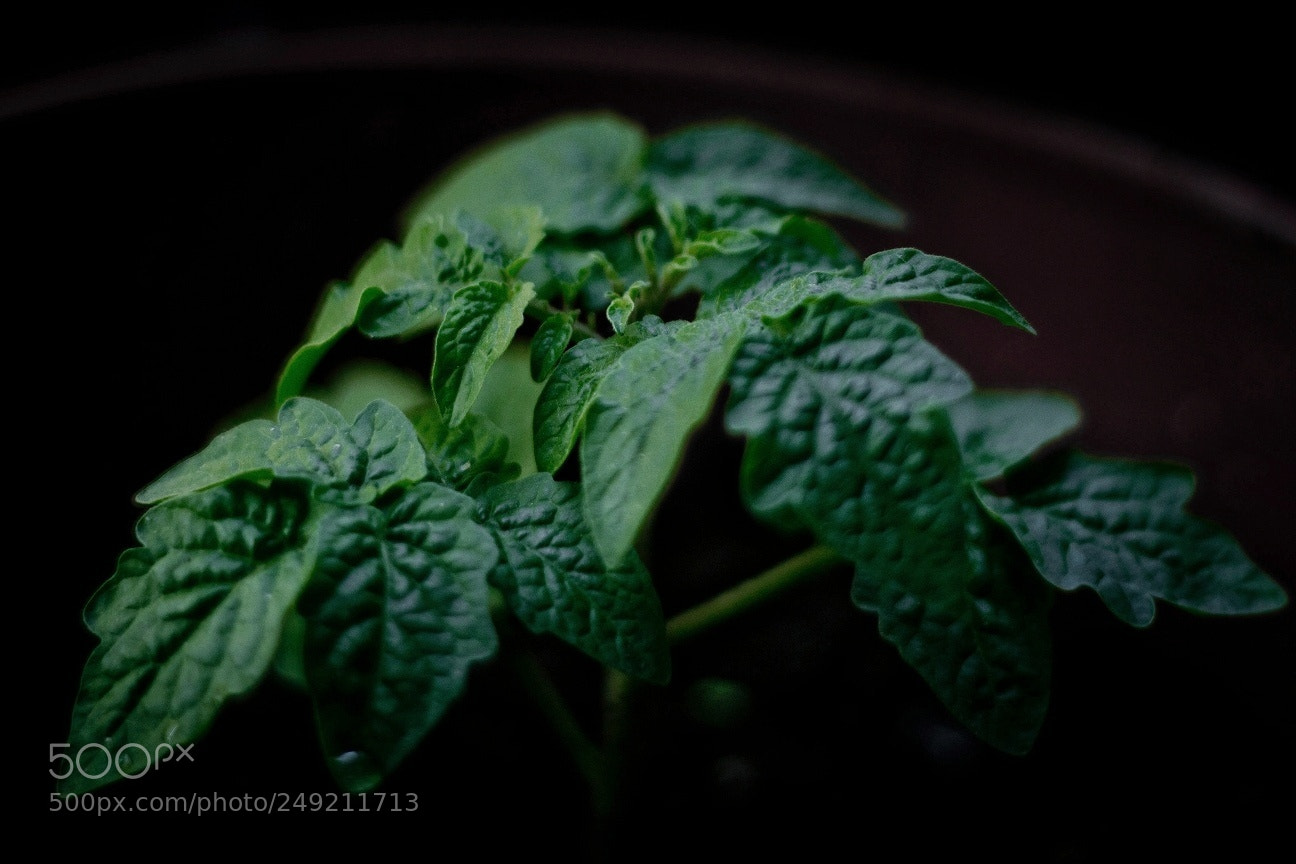 Canon EOS 7D sample photo. малыш photography