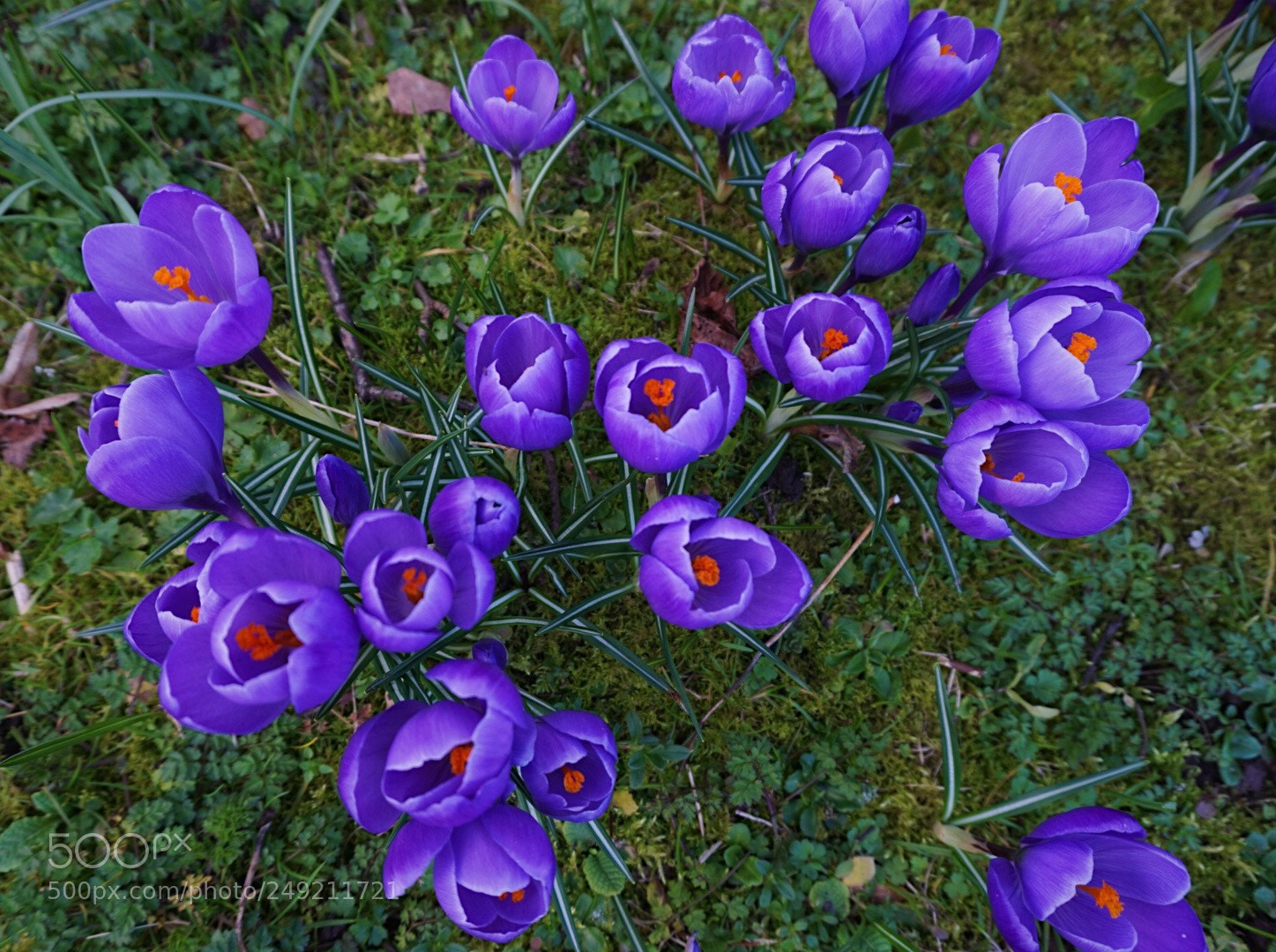 Sony a6000 sample photo. Spring. photography