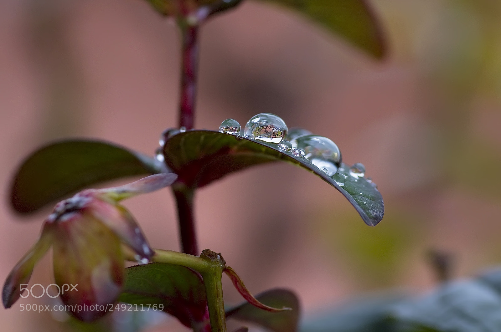 Canon EOS 7D sample photo. Rain drops photography