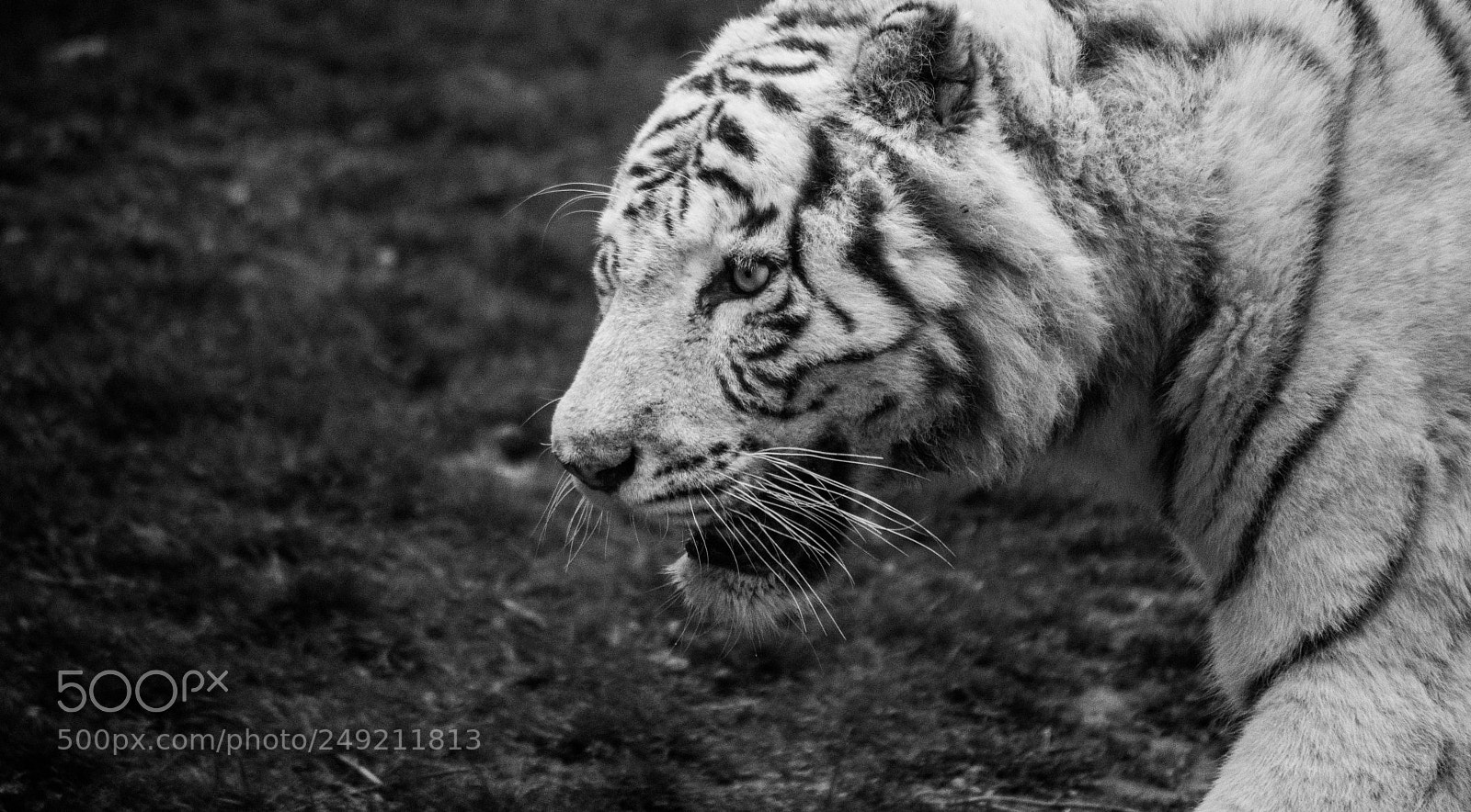 Nikon D500 sample photo. Tiger black and white photography