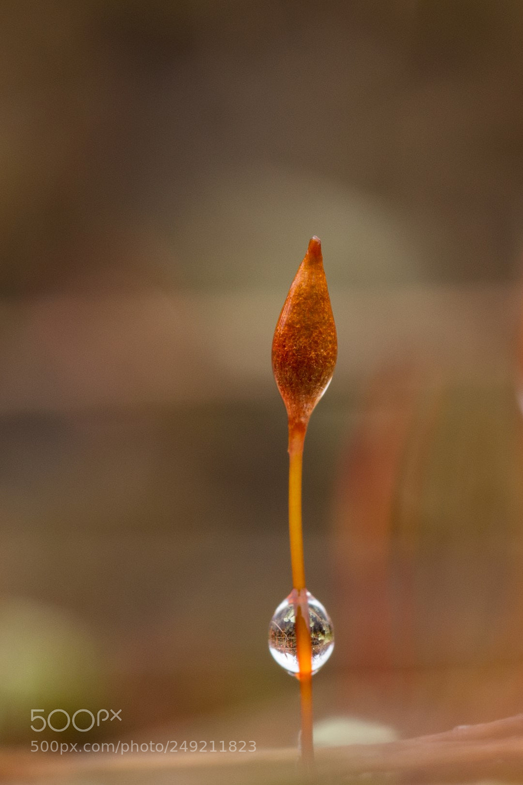 Canon EOS 700D (EOS Rebel T5i / EOS Kiss X7i) sample photo. Drunense duinen photography