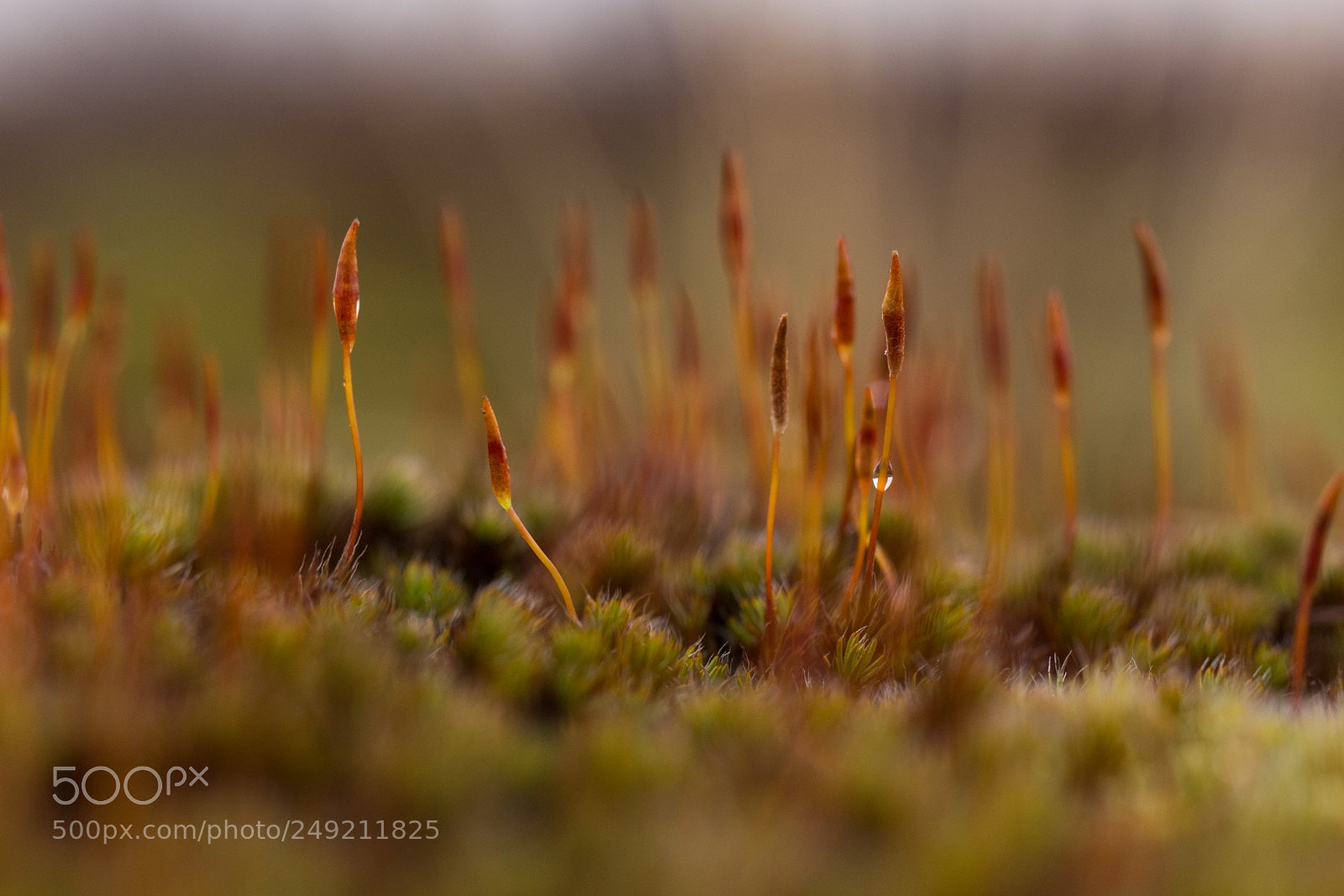 Canon EOS 700D (EOS Rebel T5i / EOS Kiss X7i) sample photo. Drunense duinen photography