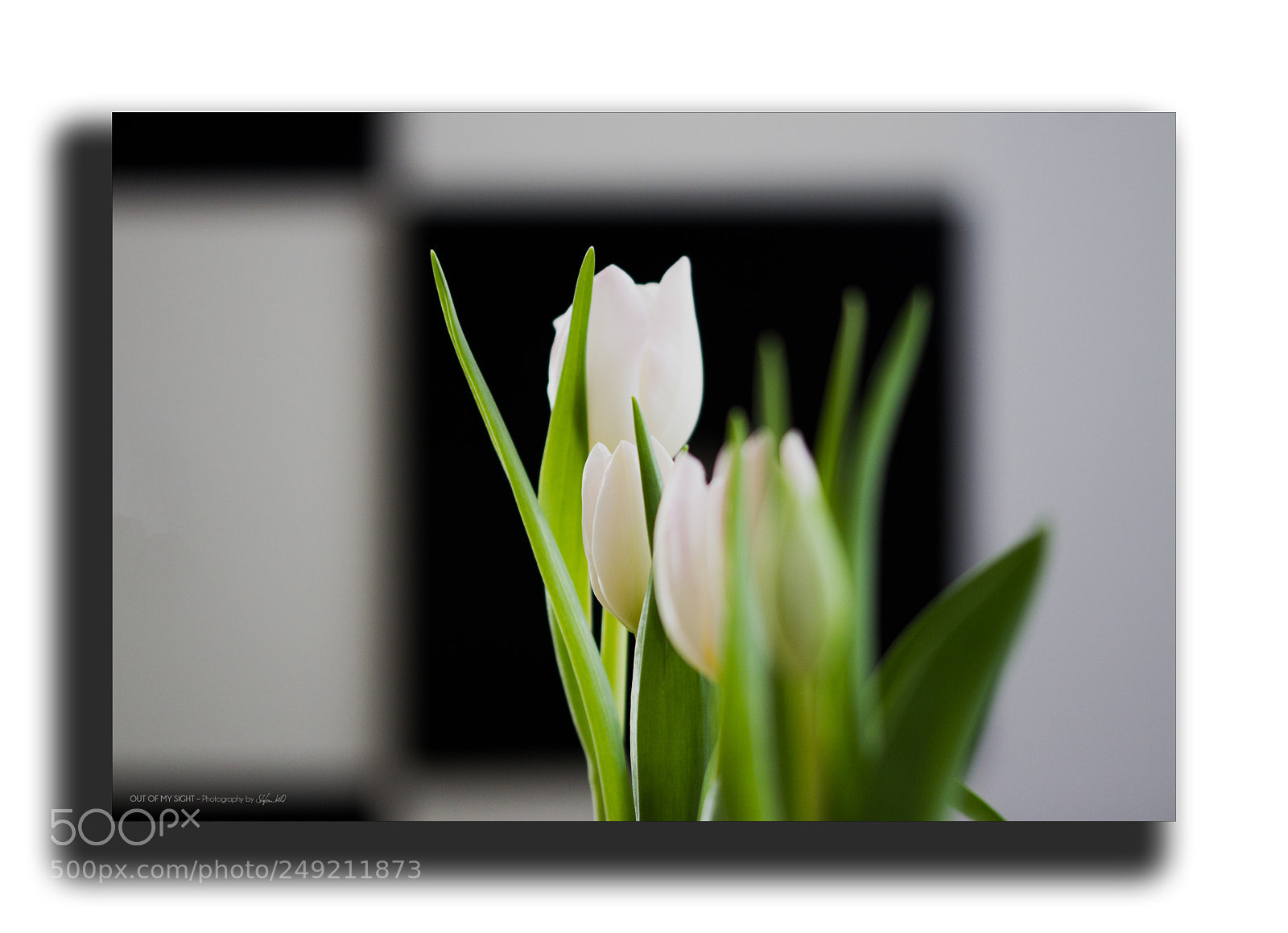 Canon EOS 600D (Rebel EOS T3i / EOS Kiss X5) sample photo. - in the row - photography