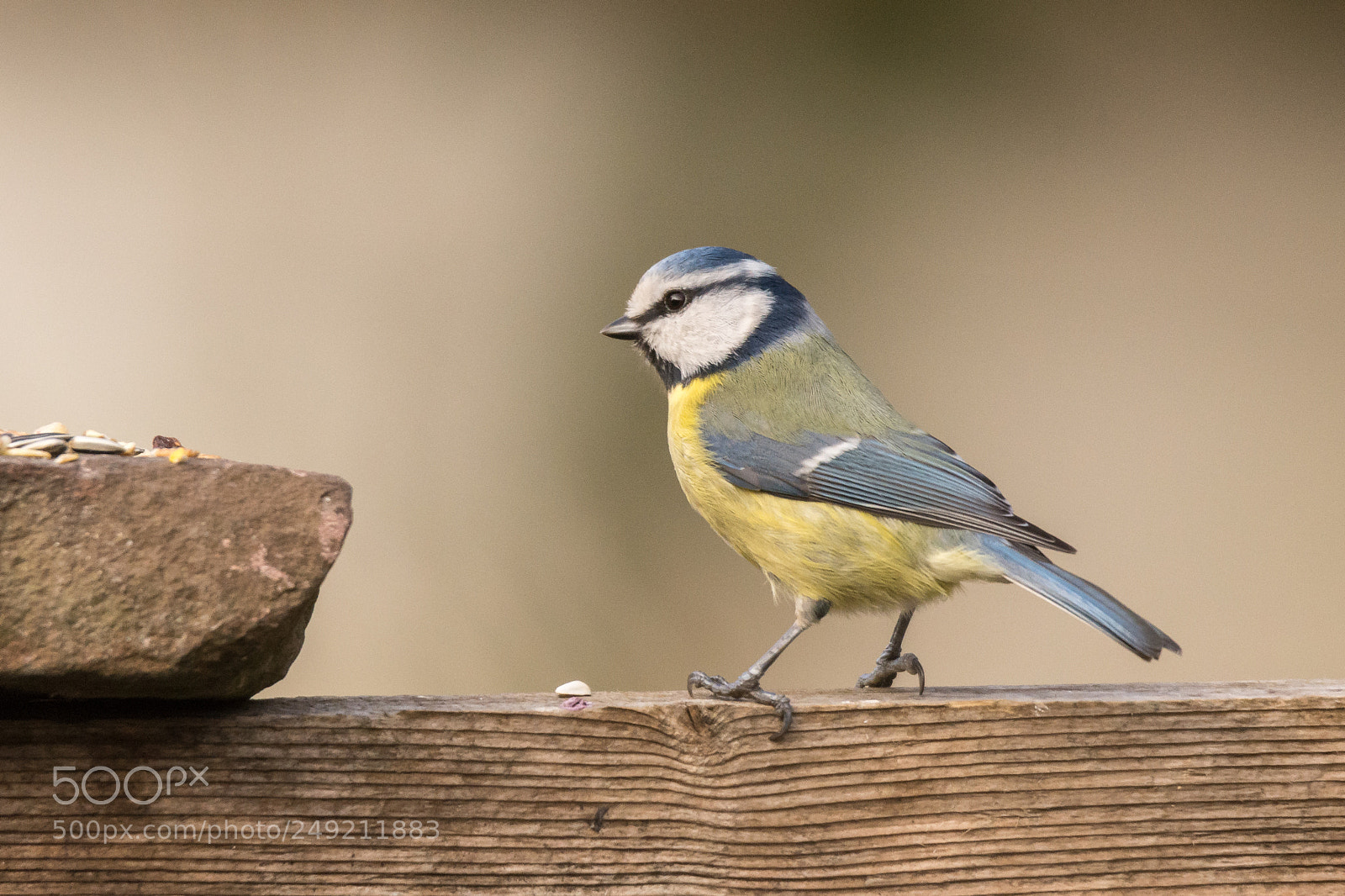 Nikon D7200 sample photo. Blue tit photography