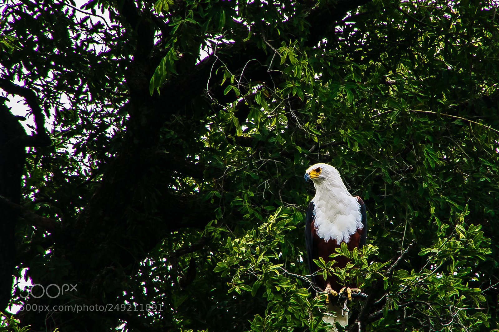 Canon EOS 7D Mark II sample photo. Za photography