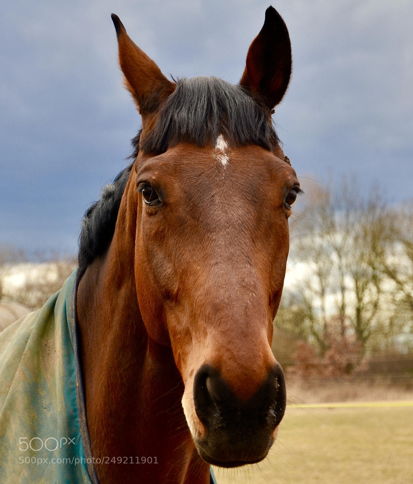 Nikon D5100 sample photo. Horse portreit photography