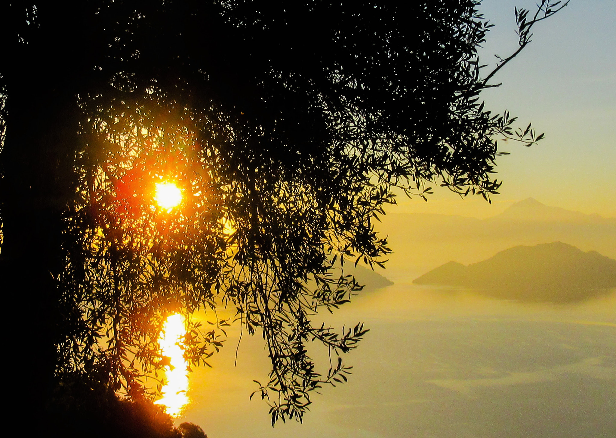 Canon PowerShot SX600 HS sample photo. Olive tree with sunrise photography