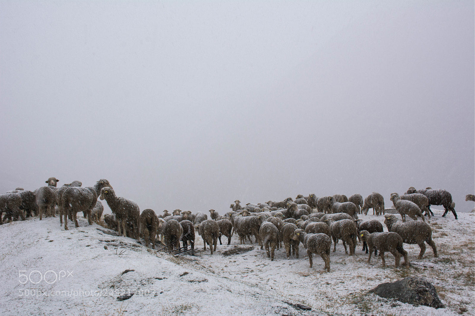 Nikon D7100 sample photo. Troupeau brebis alpage savoyard photography