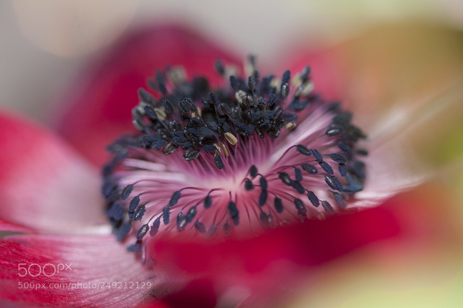 Canon EOS 50D sample photo. Concours d''elegance part 2 photography