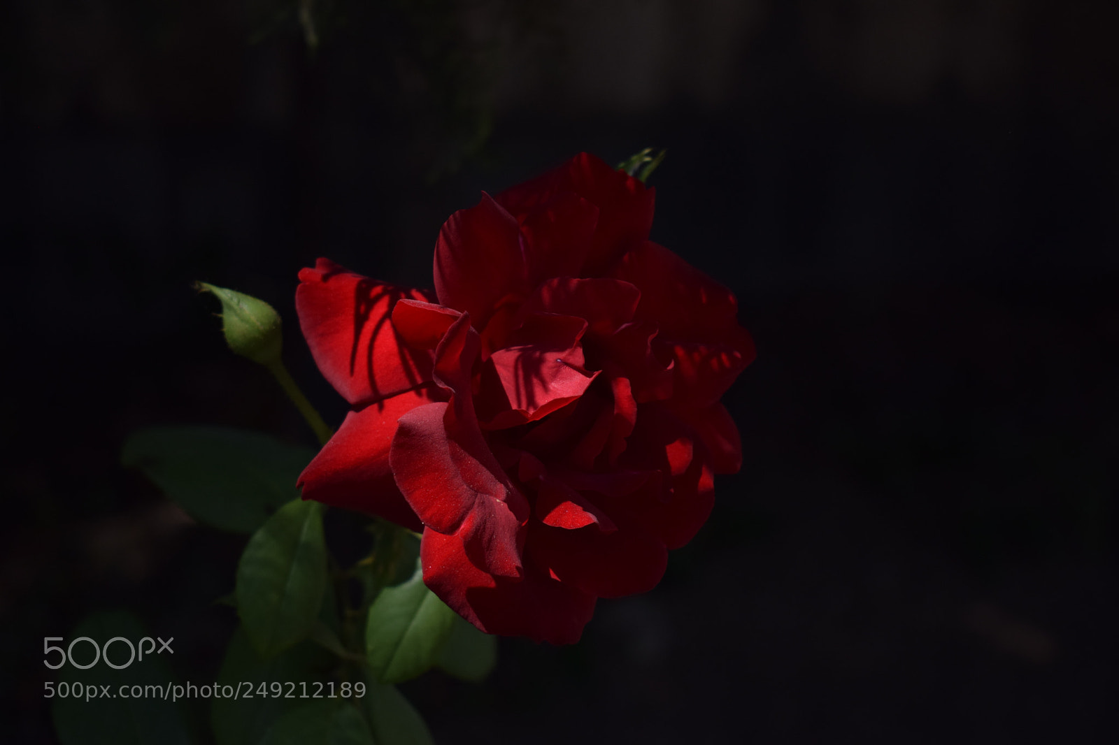 Nikon D5300 sample photo. Flower lightening photography