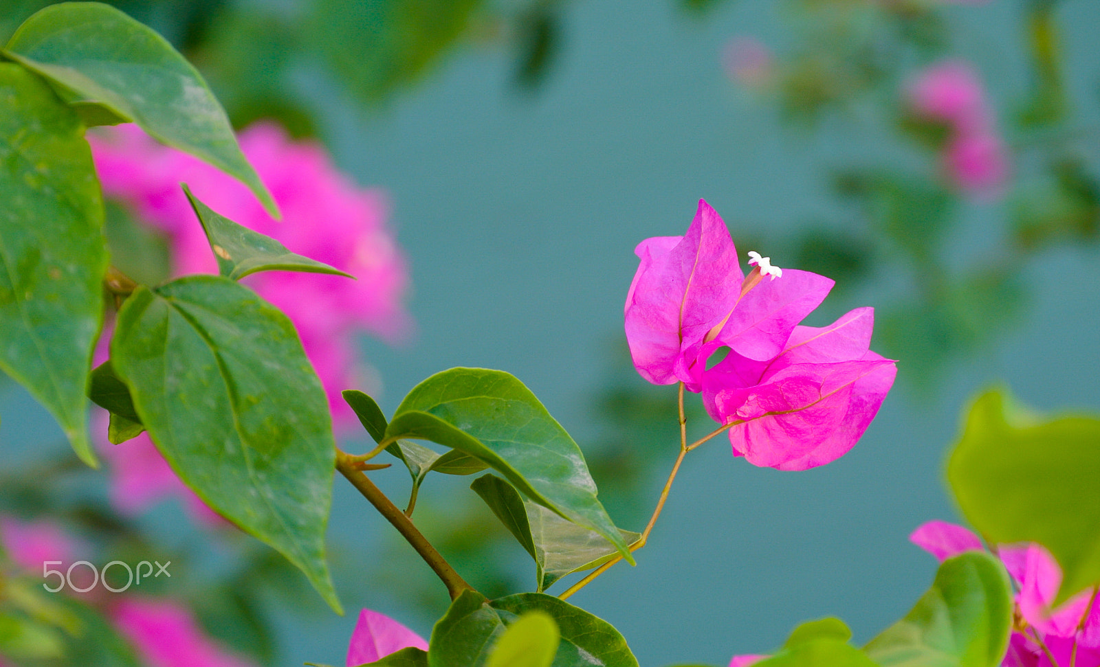 Nikon 1 J1 sample photo. Bougainvillea flower #2 photography