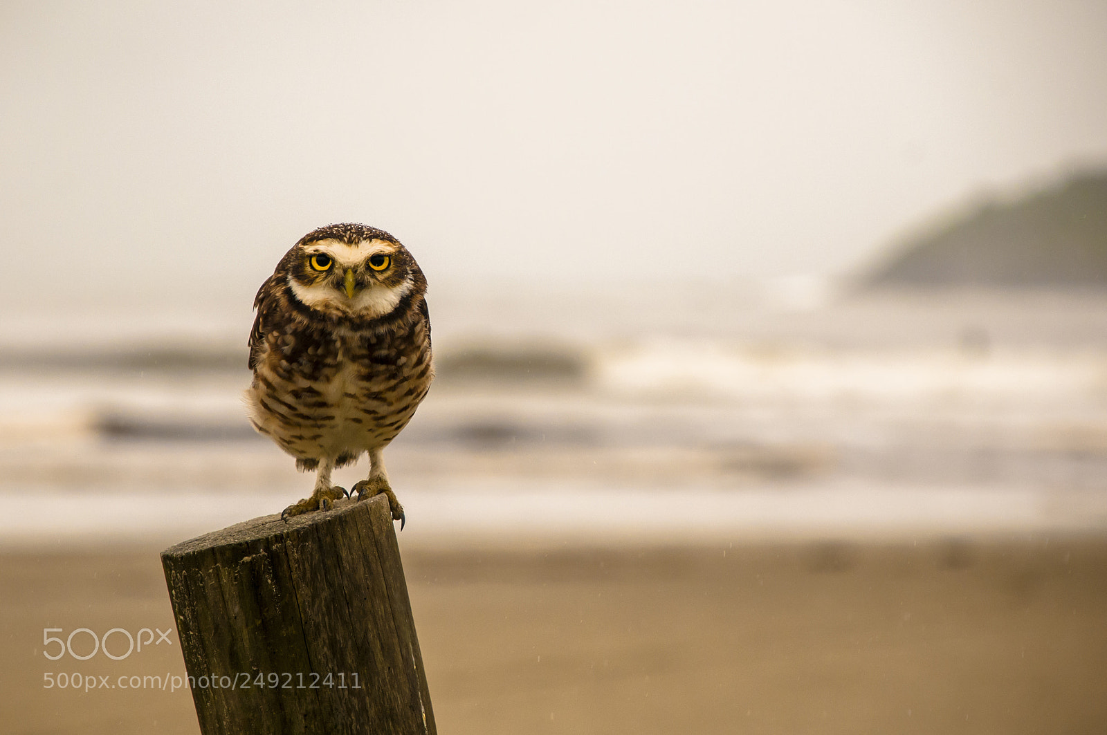 Nikon D300 sample photo. Owl photography