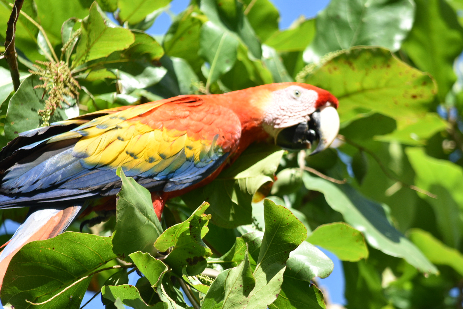 Nikon D3400 sample photo. Costa rican macaw photography