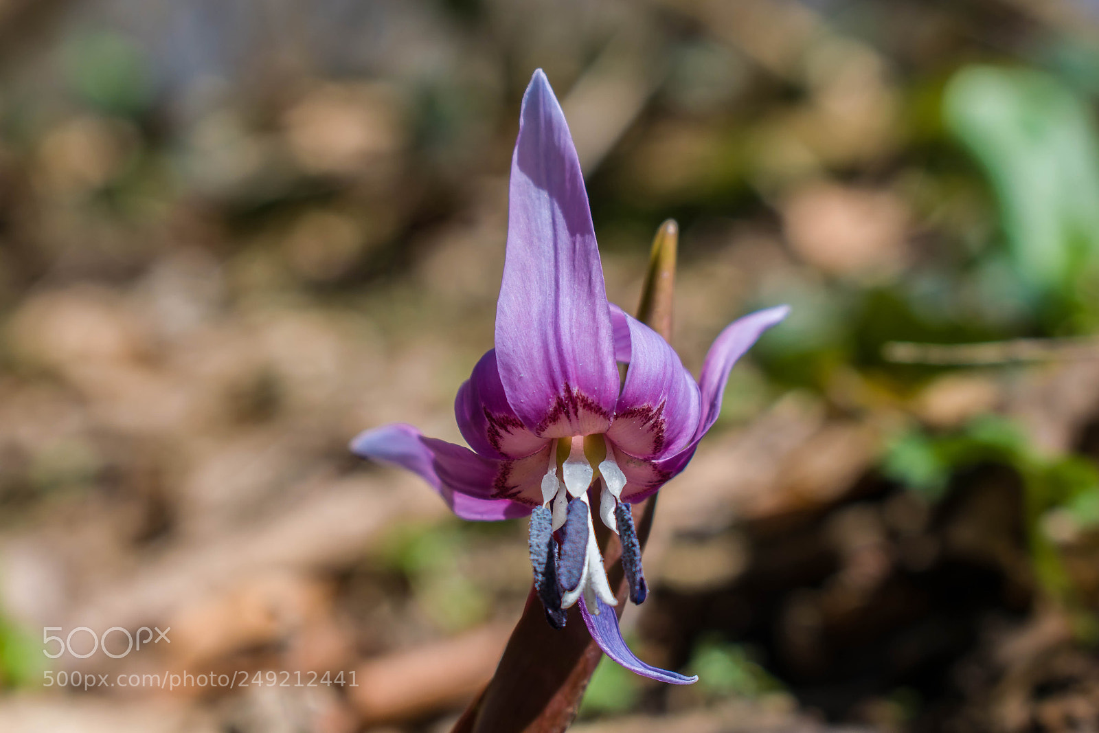 Nikon D5300 sample photo. Dogtooth flower photography