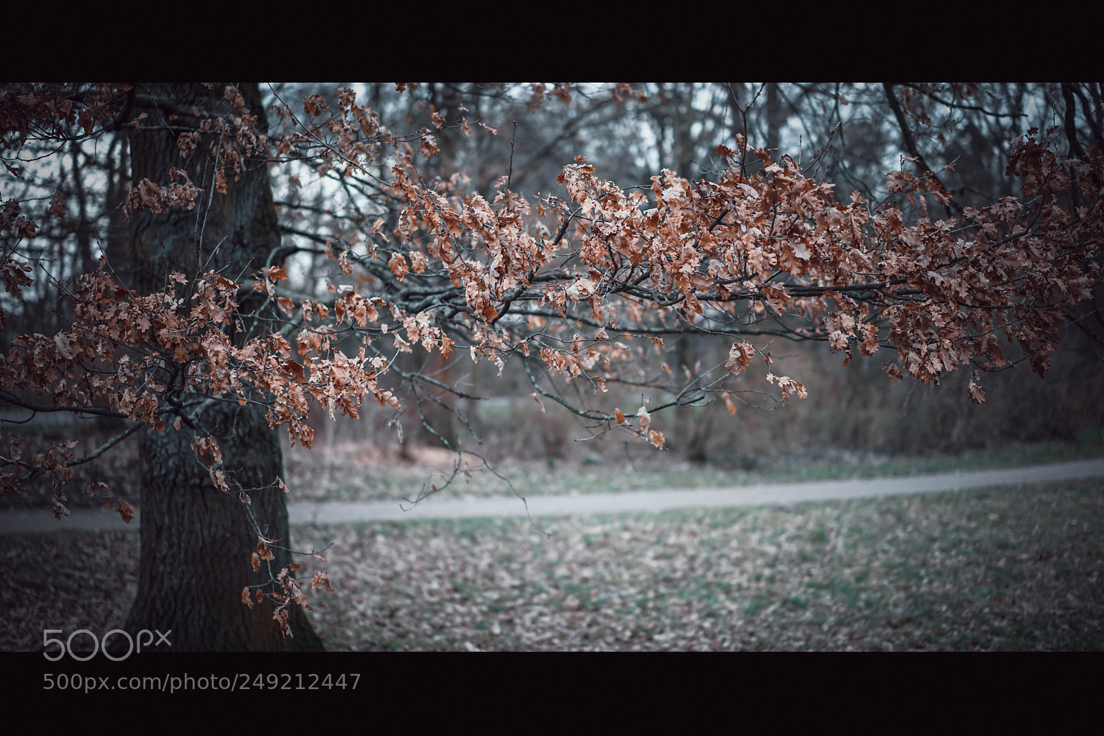 Sony a7R II sample photo. Winter spirit photography