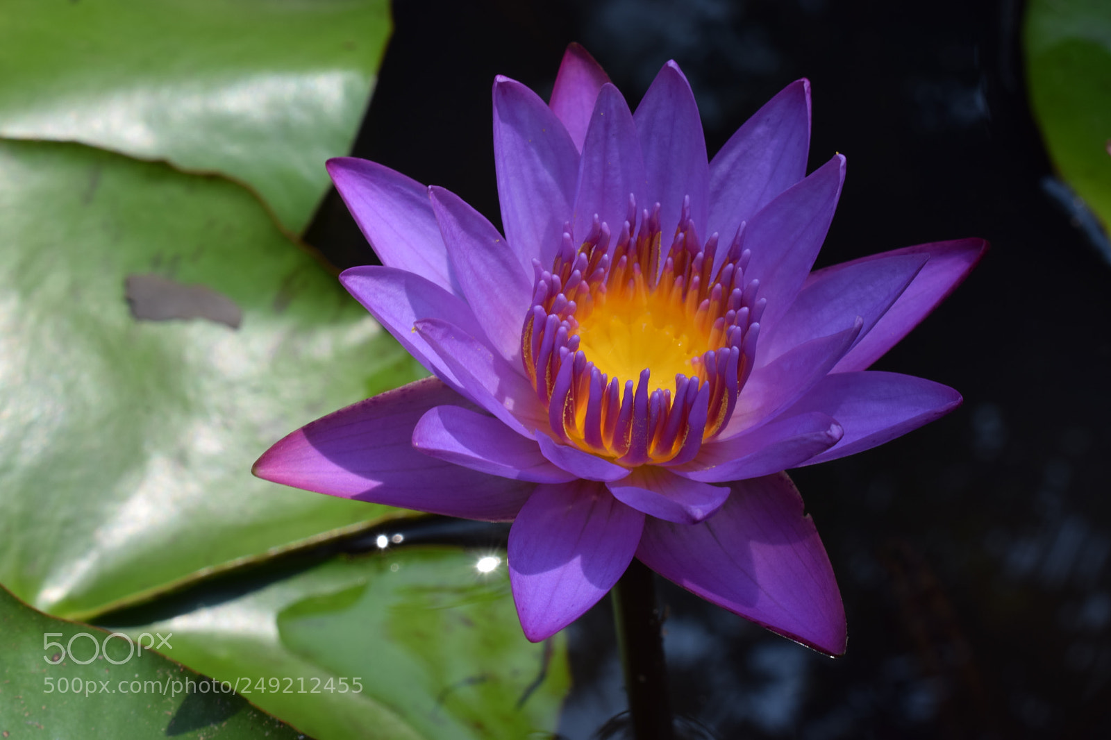 Nikon D5300 sample photo. Water lily photography