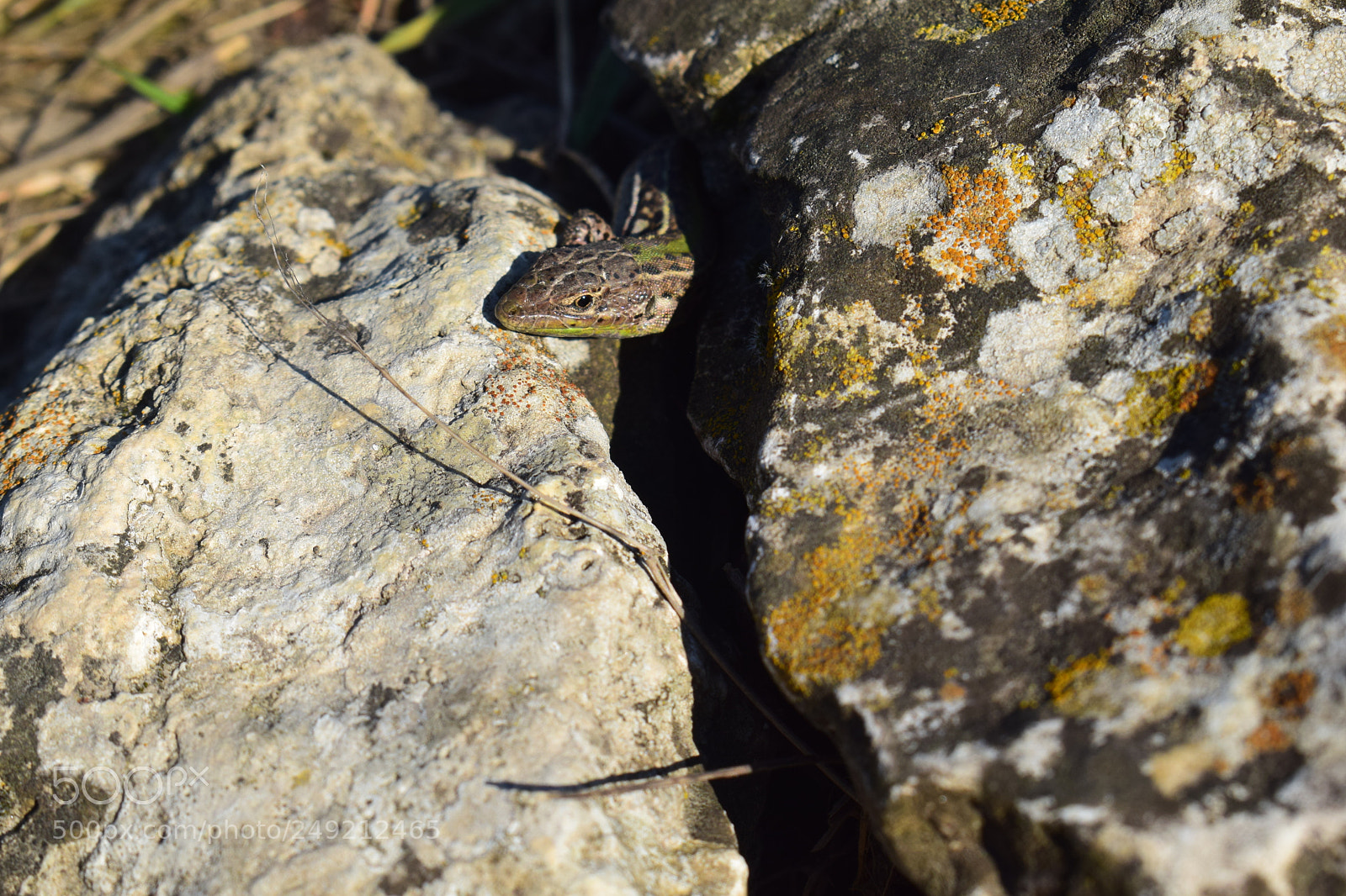 Nikon D5300 sample photo. Dsc photography