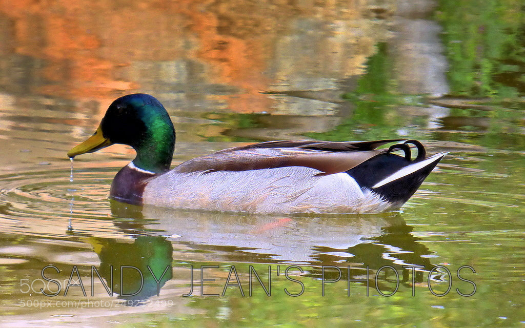 Panasonic Lumix DMC-FZ70 sample photo. Mallard duck photography