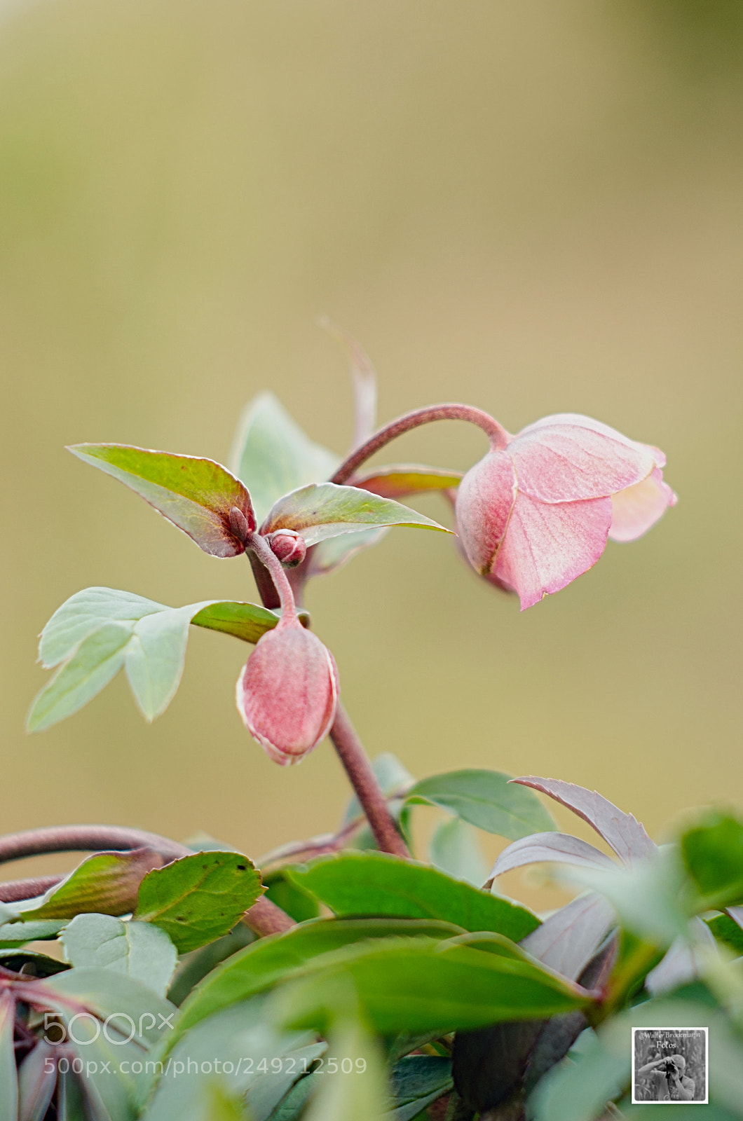 Nikon D7000 sample photo. Kawanon 105mm 2.8 photography