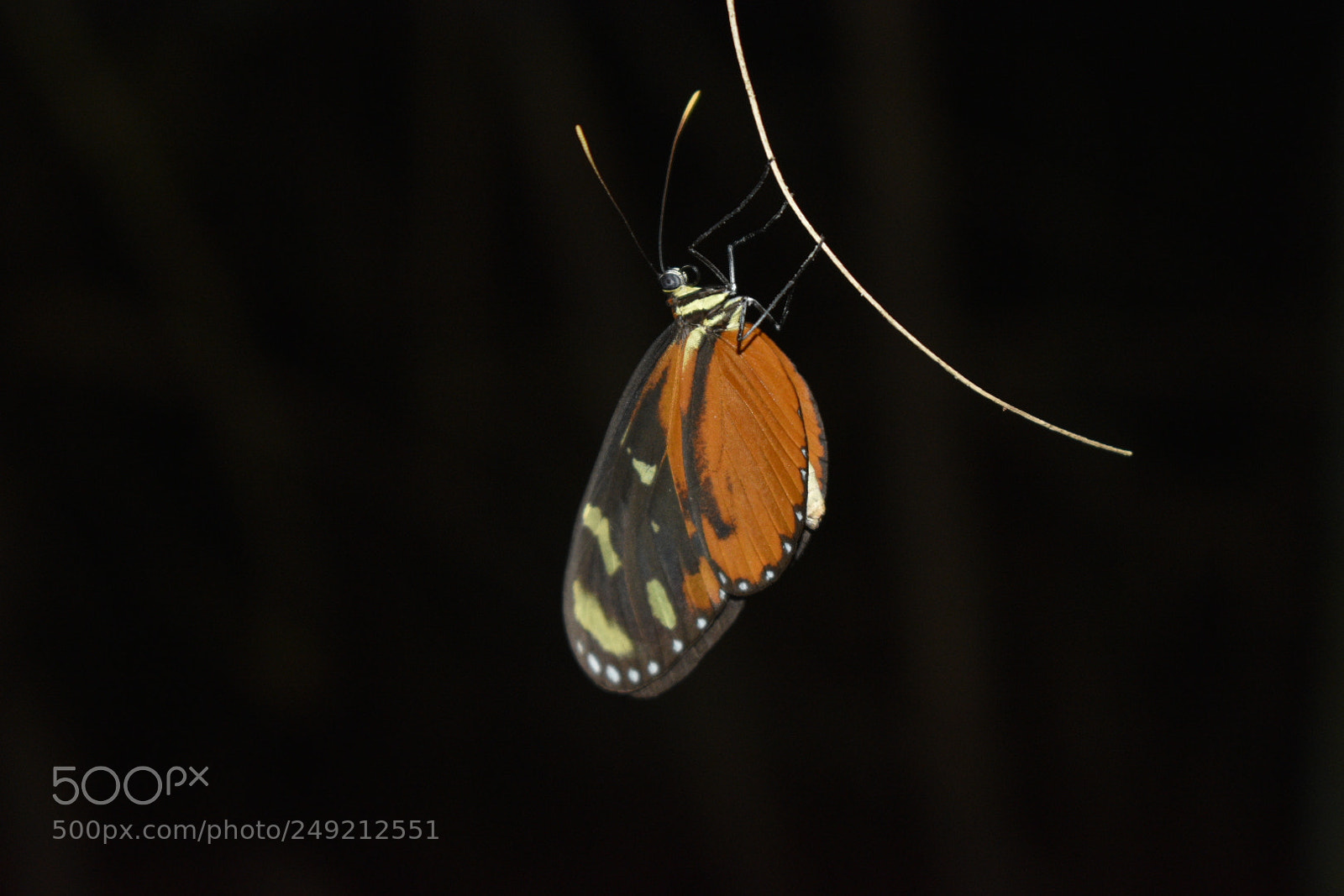 Nikon D3400 sample photo. Butterfly in the jungle photography