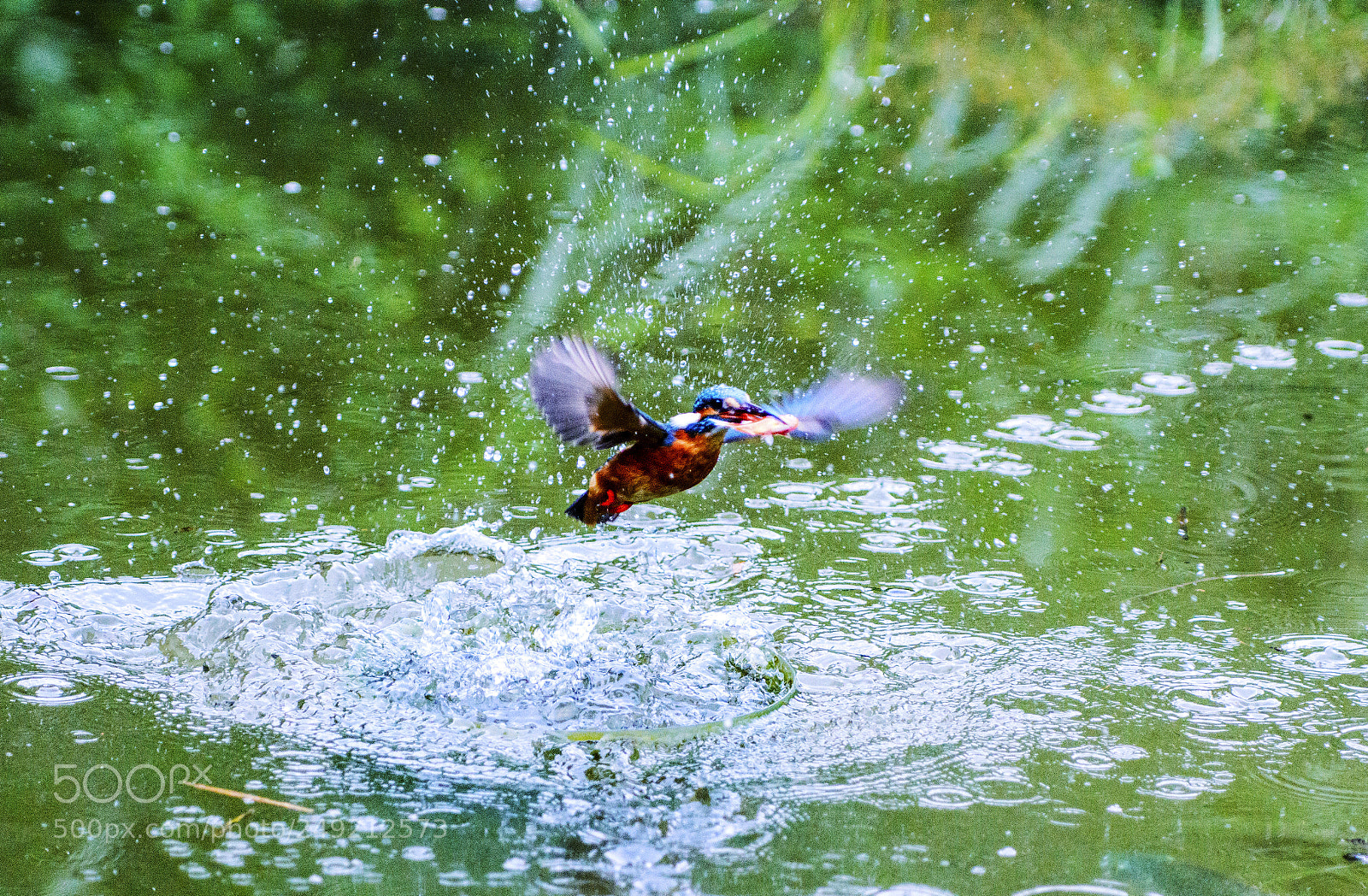Nikon D800 sample photo. The big splash photography