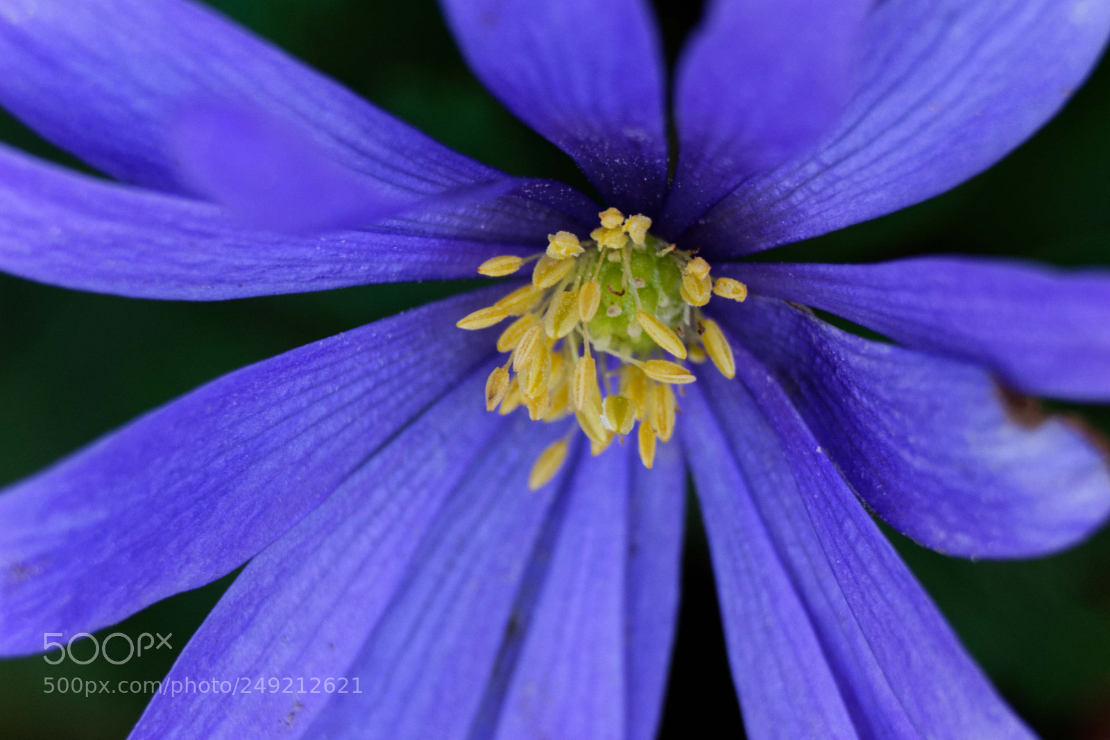 Nikon D3300 sample photo. Fleur avec pistil photography