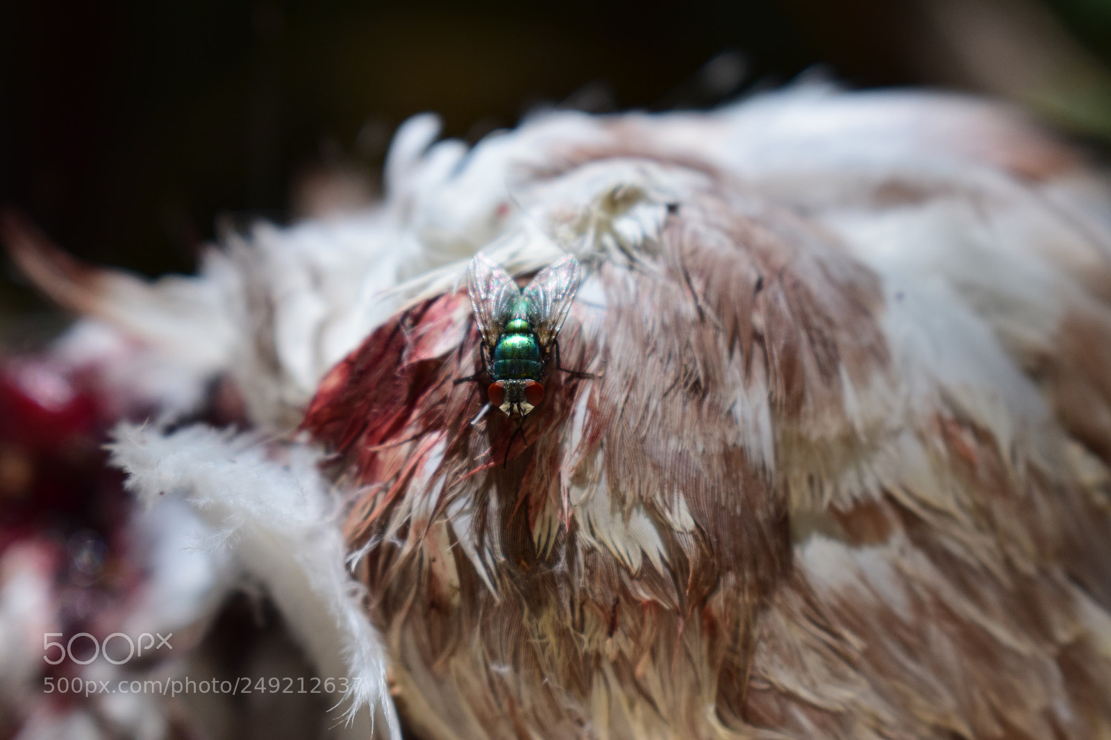 Nikon D5300 sample photo. Killing fly! photography