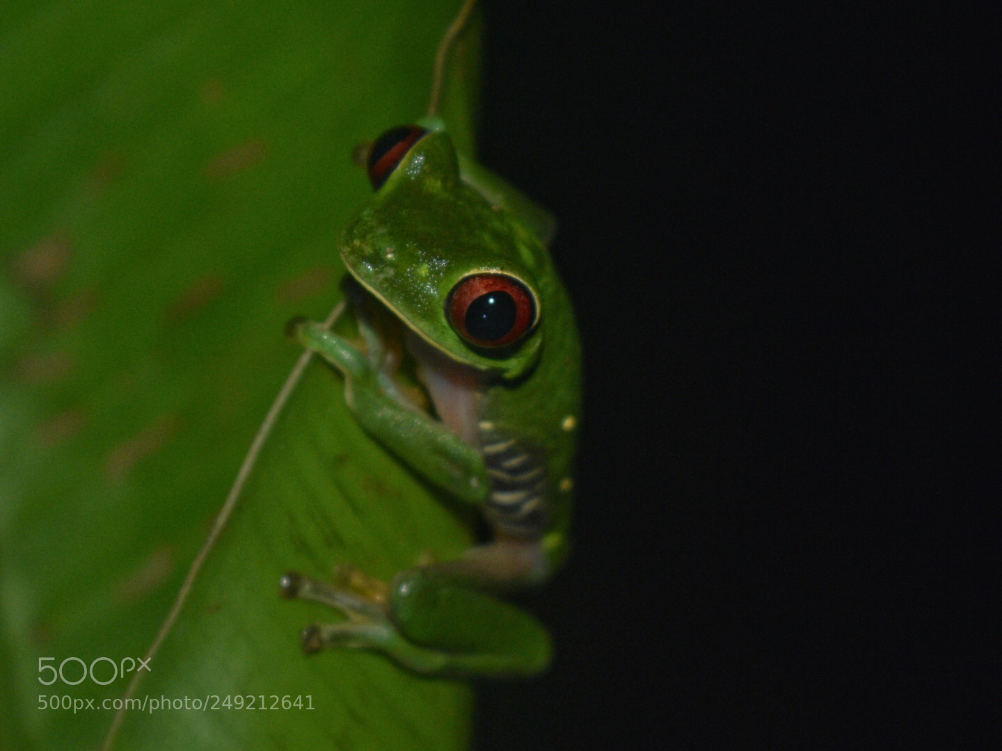 Nikon D3400 sample photo. Hey little guy! photography