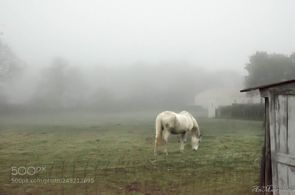 Nikon D7000 sample photo. Cheval en hiver photography