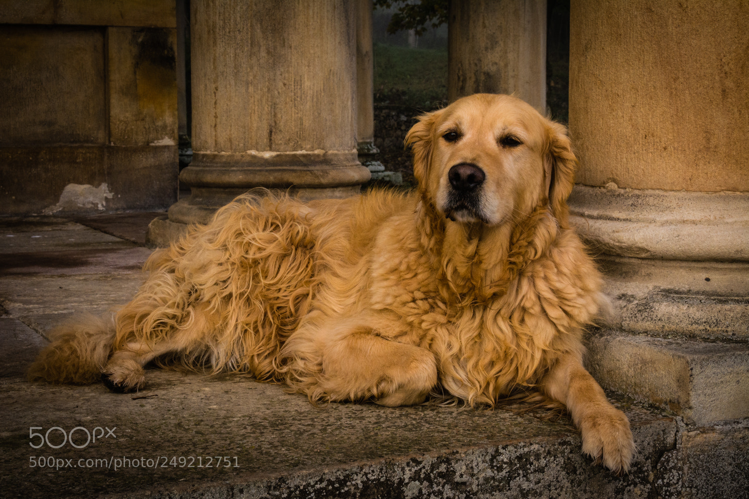Nikon D5200 sample photo. Descansando... photography