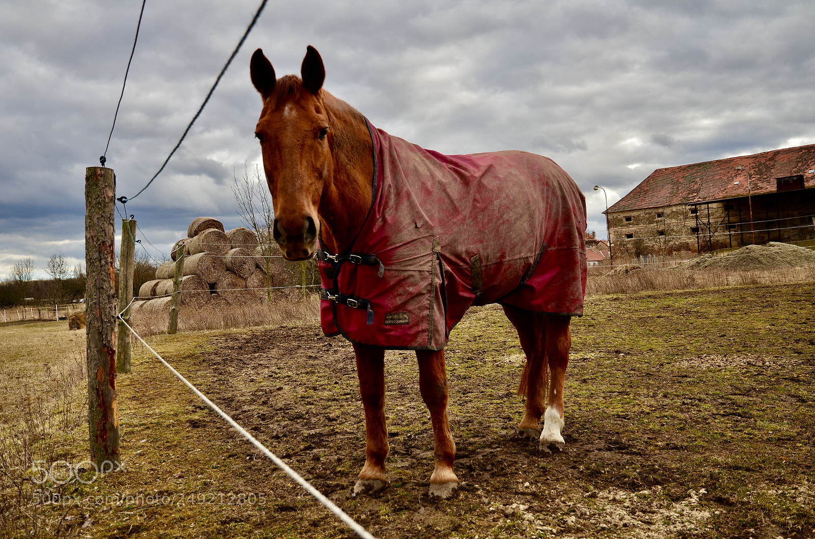 Nikon D5100 sample photo. Curious horse coming photography