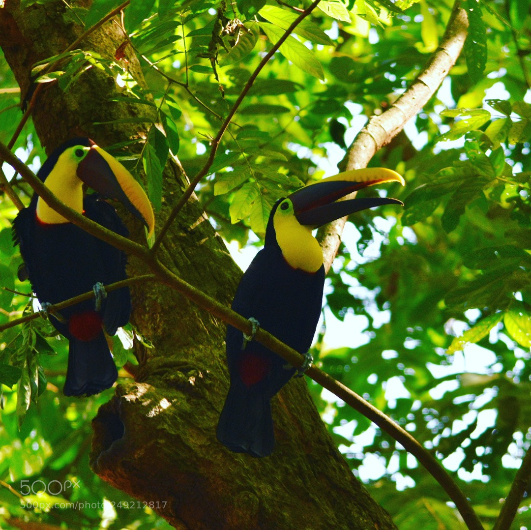 Nikon D3400 sample photo. Toucans! photography