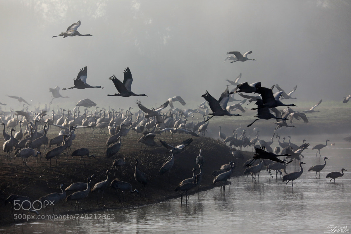 Canon EOS 5D Mark IV sample photo. Migration photography