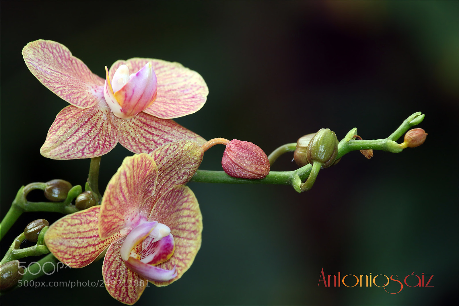Canon EOS 700D (EOS Rebel T5i / EOS Kiss X7i) sample photo. Orquidea photography