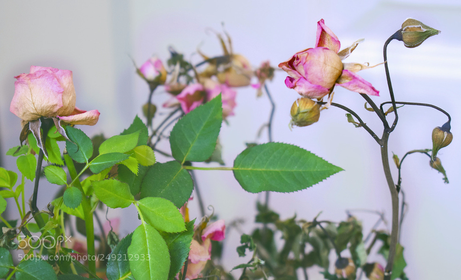 Nikon D3300 sample photo. Rose photography