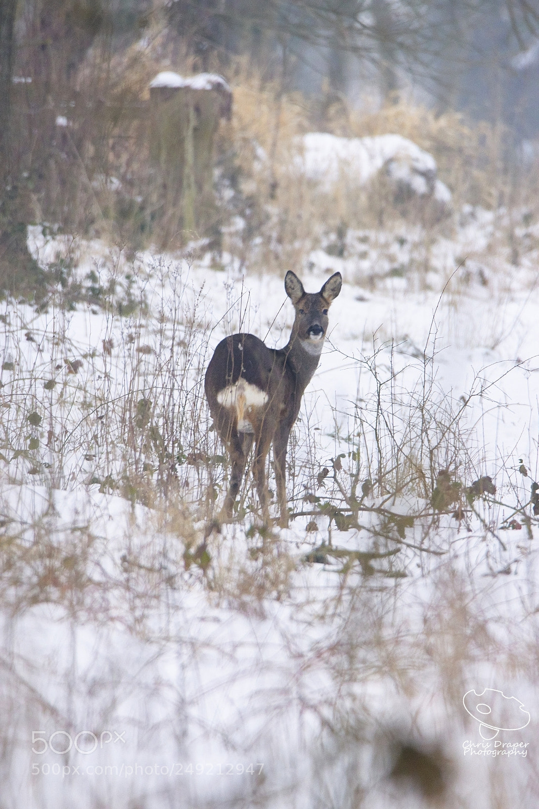 Sony ILCA-77M2 sample photo. Roe deer photography