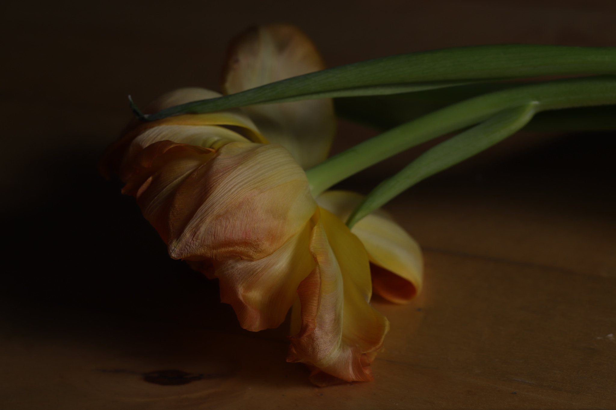 Canon EF 100mm F2.8L Macro IS USM sample photo. Floral iii photography
