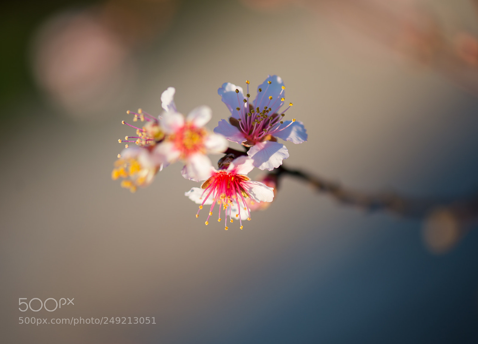 Nikon D610 sample photo. Flor arbre photography