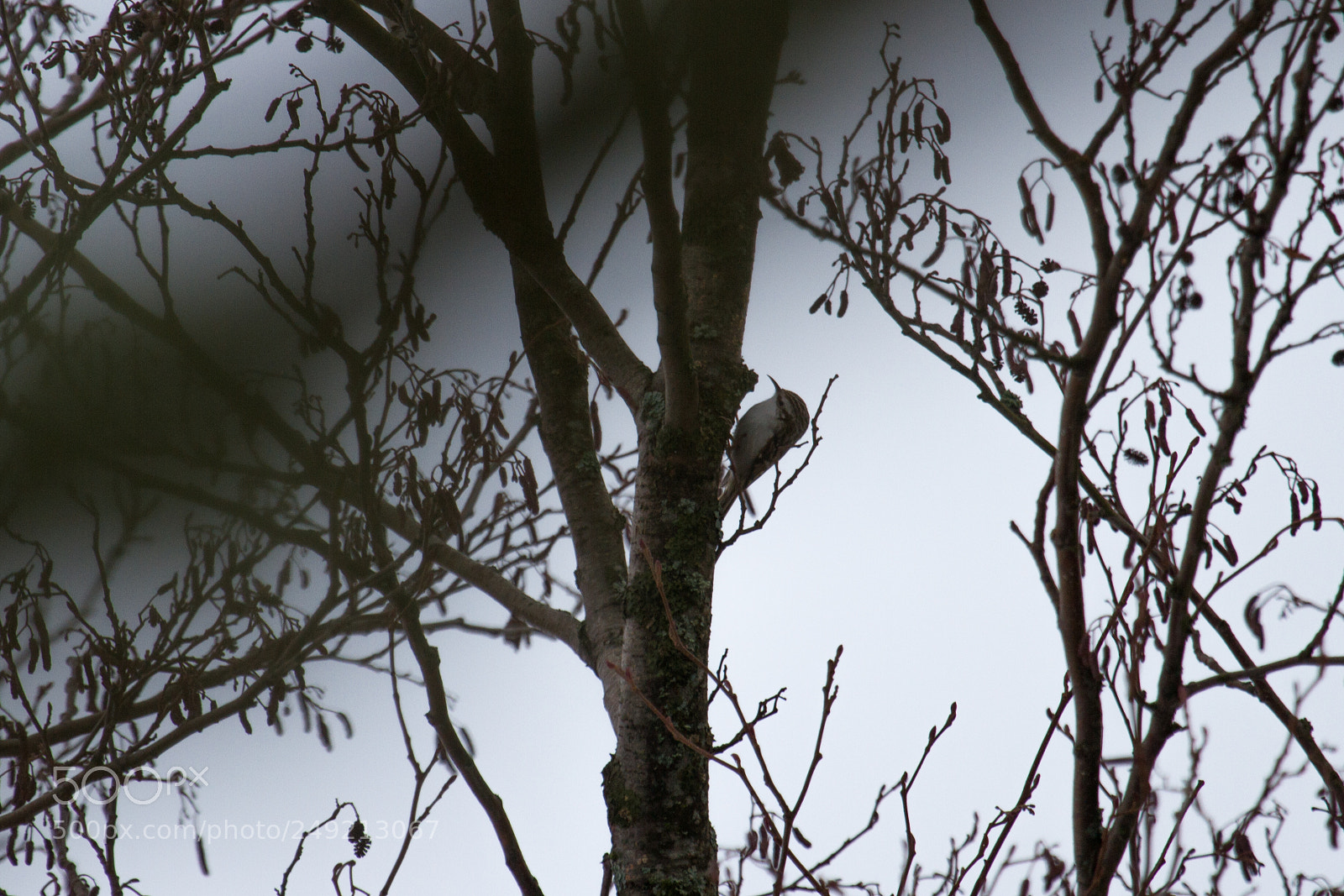 Canon EOS 7D sample photo. Eurasian treecreeper photography