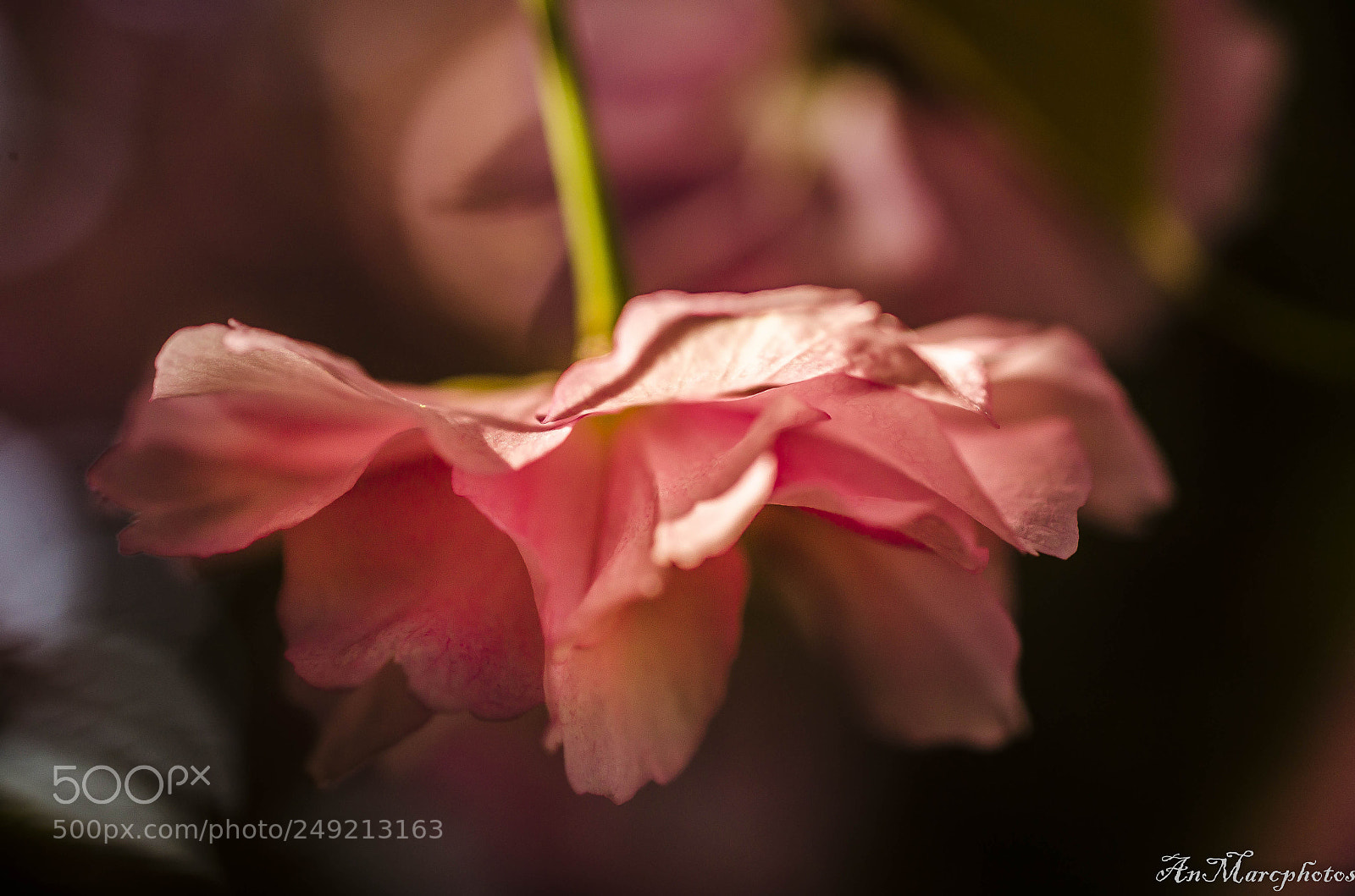 Nikon D7000 sample photo. Fleurs de printemps spring photography