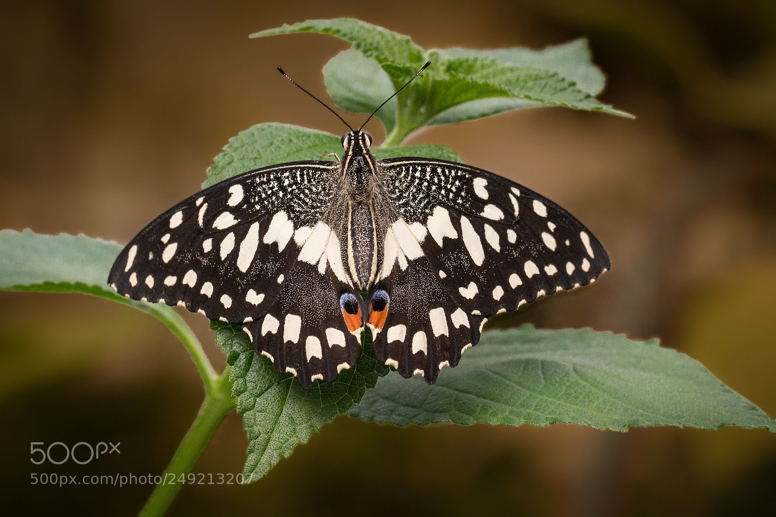 Canon EOS 700D (EOS Rebel T5i / EOS Kiss X7i) sample photo. Butterfly photography