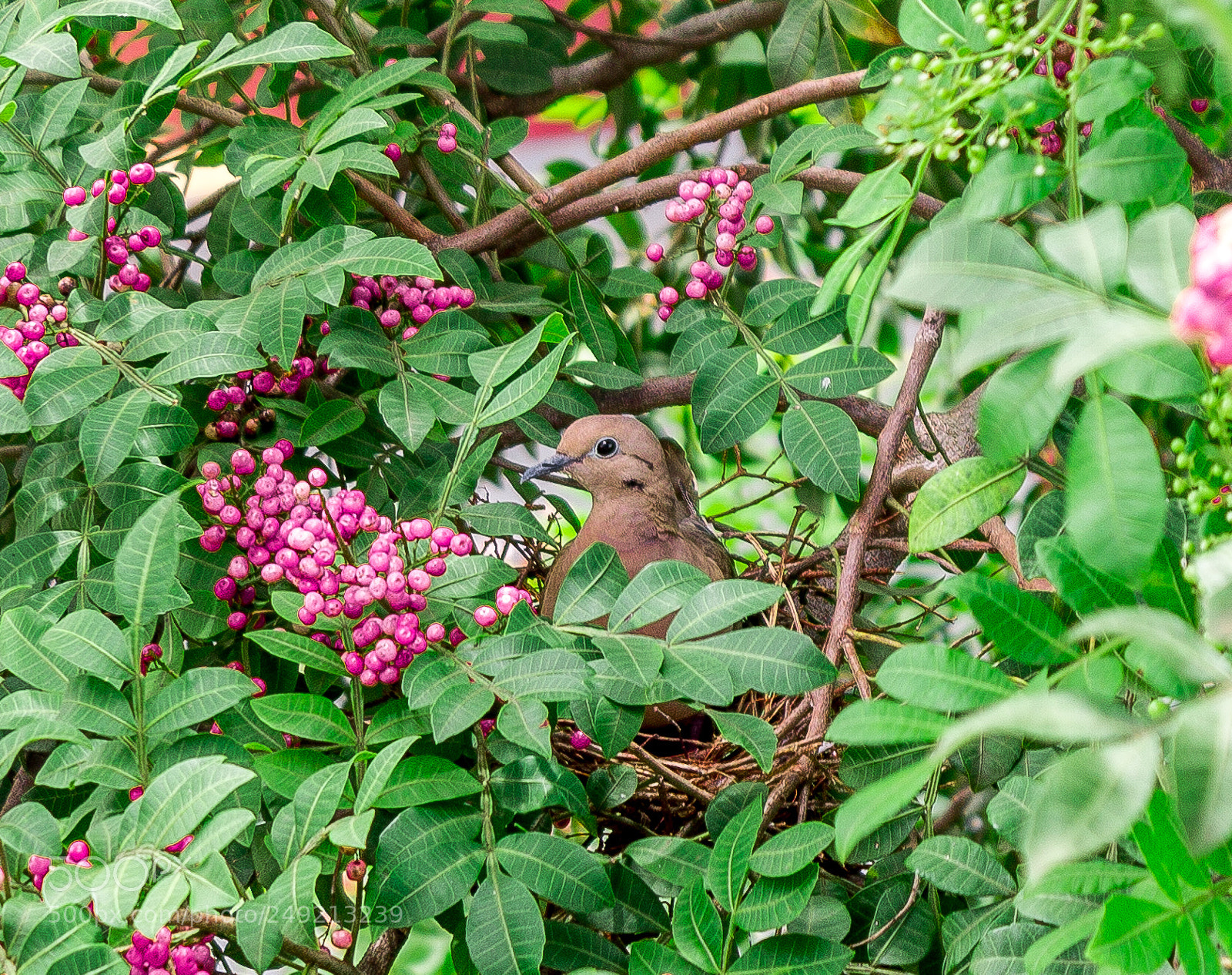 Canon EOS 1100D (EOS Rebel T3 / EOS Kiss X50) sample photo. A little dove photography