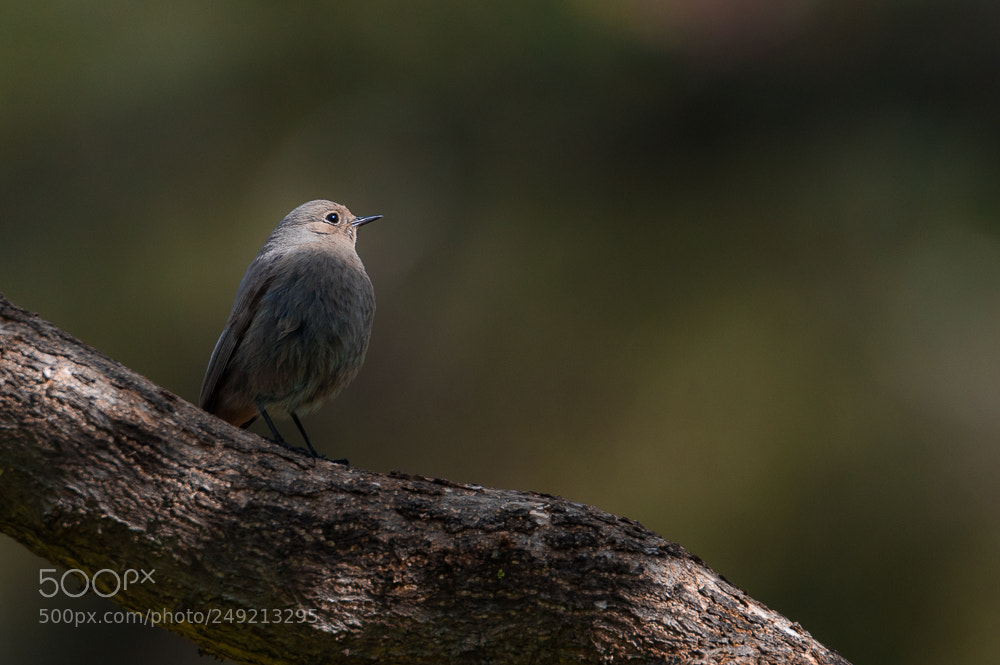 Nikon D500 sample photo. Rrm_4255-2.jpg photography