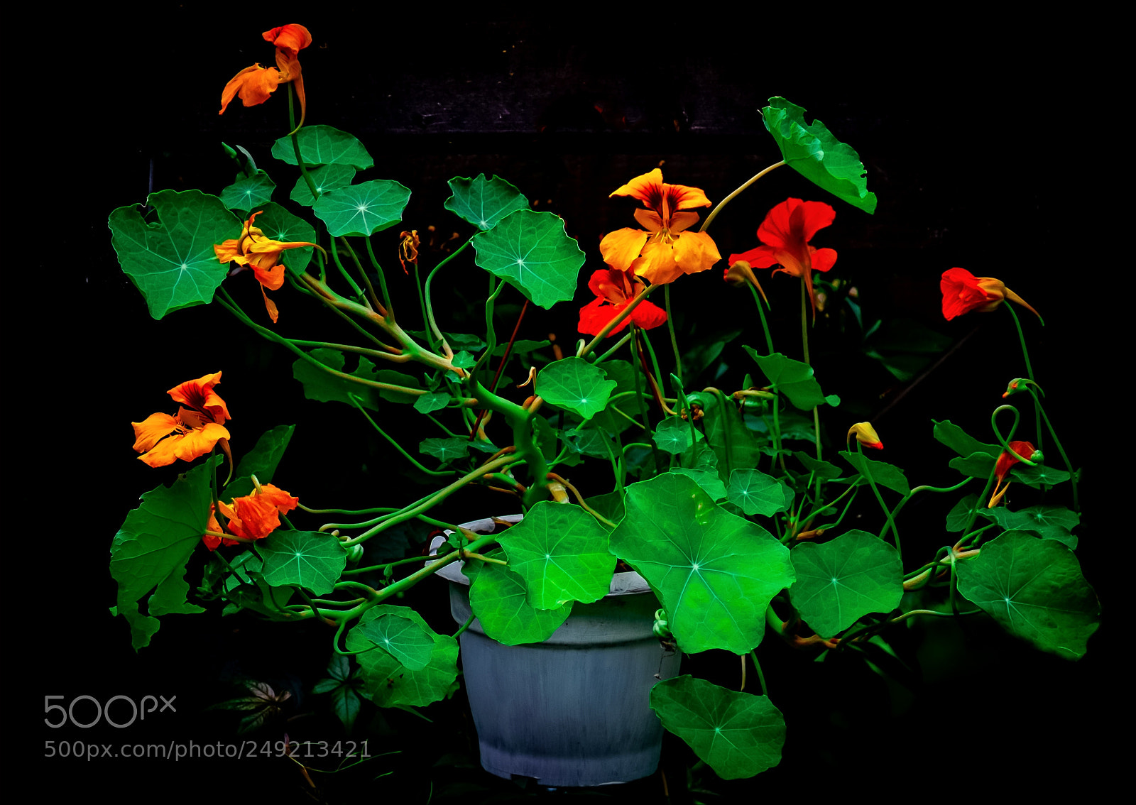 Fujifilm X-T1 sample photo. Tropaeolum licho e i photography