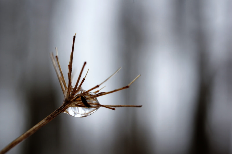 Pentax K-3 II sample photo. Waiting for spring photography